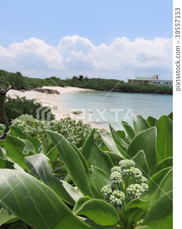 Mompa花（宮古島水下公園） 39557153