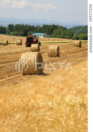 北海道草卷 39557208