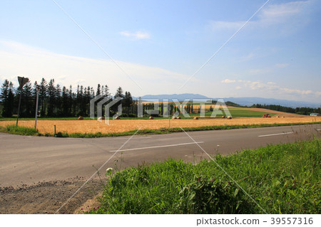 Hokkaido grass roll 39557316