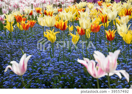 礪波鬱金香公園鬱金香 礪波鬱金香公園鬱金香 39557492