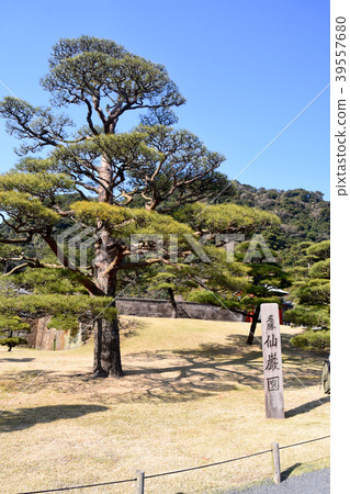 Meikatsu, Senshuen's splendid pines 39557680