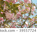 櫻花 39557724