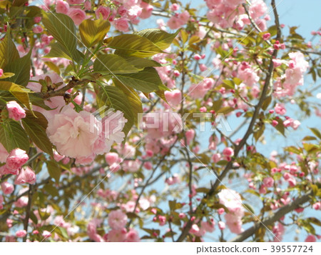 Cherry blossoms Cherry blossoms 39557724