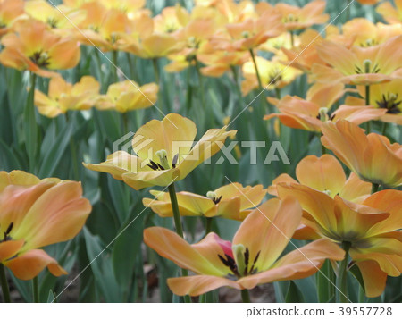 Tulip Tulip 39557728