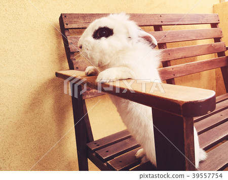 White beautiful funny rabbit standing on a bench. White beautiful funny rabbit standing on a bench. 39557754