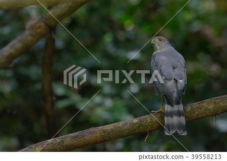Shikra, Accipiter badius 39558213