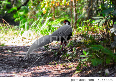 Silver pheasant or Lophura nycthemera (male.) 39558220