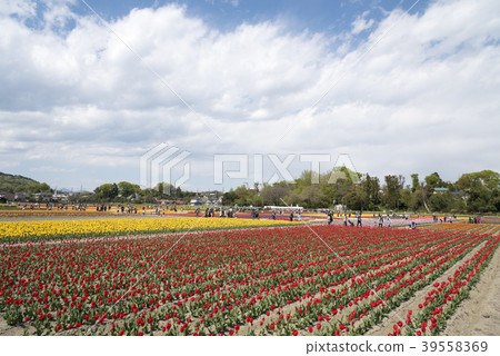 東京最大的鬱金香節（東京羽村） 39558369