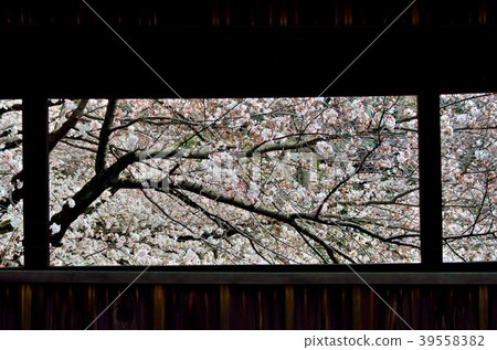 Sakura Chiba Prefecture Ichikawa City 39558382