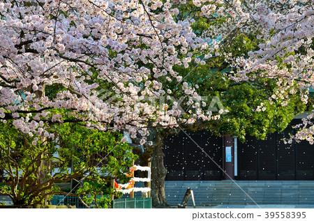 櫻花千葉縣市川市 櫻花千葉縣市川市 39558395