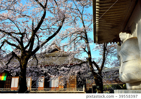 櫻花千葉縣市川市 39558397