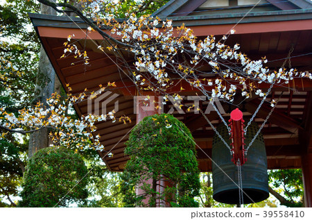 櫻花千葉縣市川市 櫻花千葉縣市川市 39558410