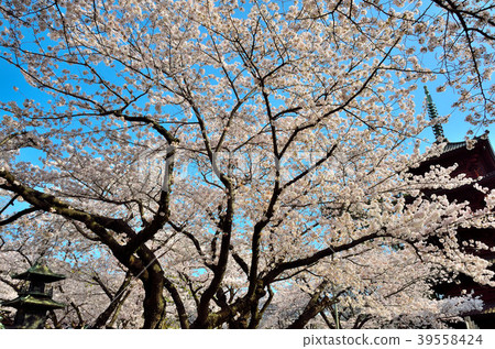 櫻花千葉縣市川市 櫻花千葉縣市川市 39558424