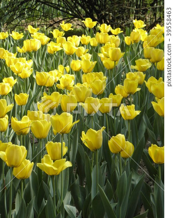 Tulip field Tulip field 39558463