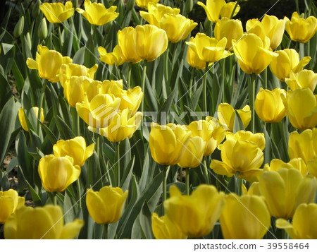 Tulip field Tulip field 39558464