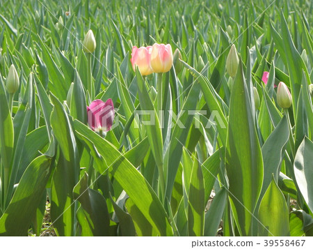 Twin tulip Twin tulip 39558467