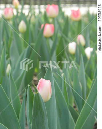Baby tulip Baby tulip 39558468