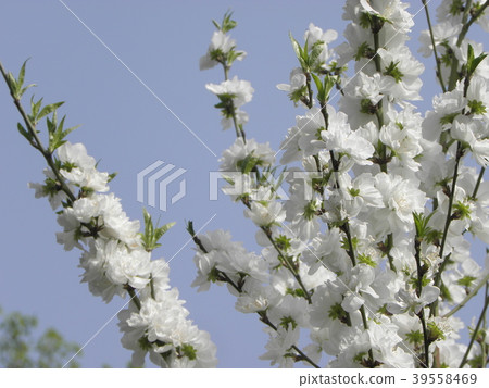 Bloom to the top! ! Bloom to the top! ! 39558469