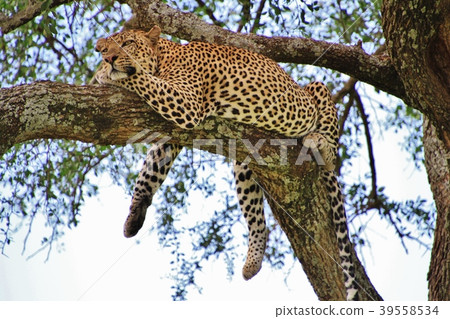 野豹(馬賽馬拉國家公園) 野豹(馬賽馬拉國家公園) 39558534