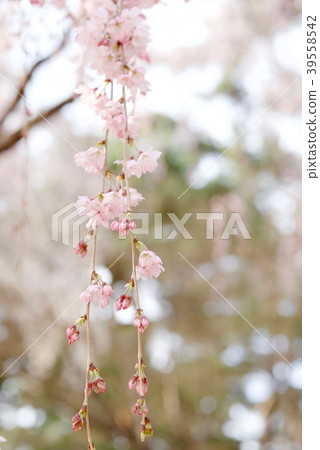 Cherry Blossoms	 39558542