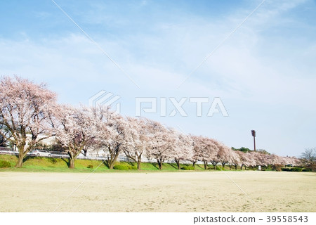 Cherry Blossoms	 39558543