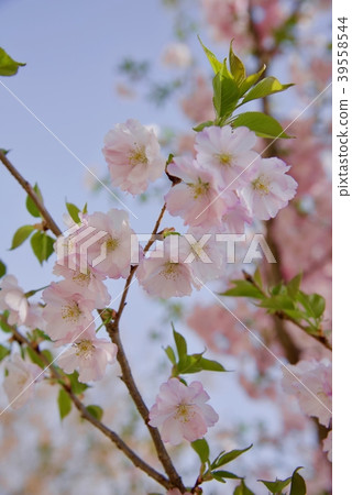 Cherry Blossoms	 39558544