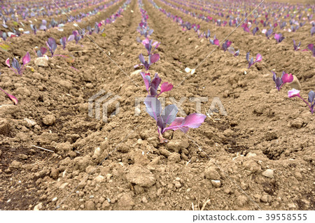 Seedling of red cabbage Seedling of red cabbage 39558555