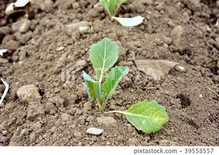 白菜幼苗 39558557