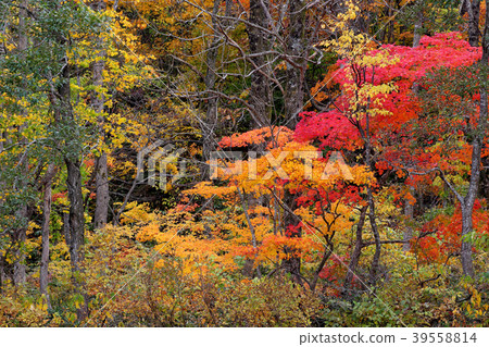 Autumn leaves 39558814