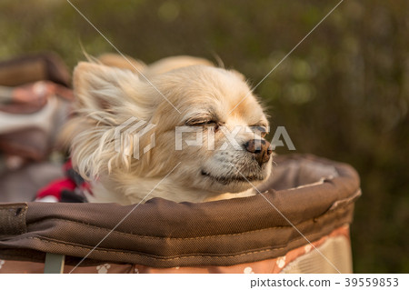 Chihuahua riding a dog cart Chihuahua riding a dog cart 39559853