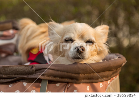 Chihuahua riding a dog cart Chihuahua riding a dog cart 39559854