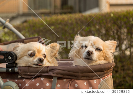 Chihuahua riding a dog cart Chihuahua riding a dog cart 39559855