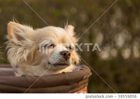 Chihuahua riding a dog cart 39559856