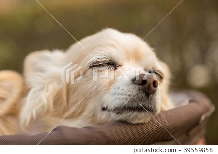 Chihuahua riding a dog cart 39559858