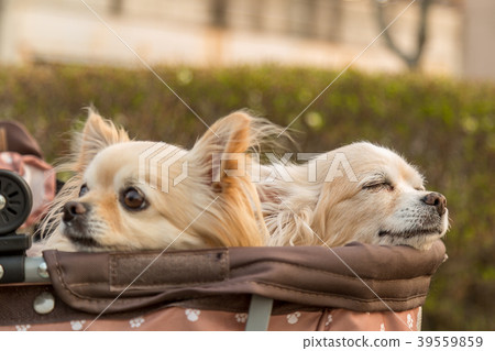Chihuahua riding a dog cart Chihuahua riding a dog cart 39559859