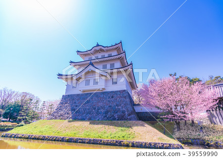 櫻花在日本的春天Shinobu城堡 39559990