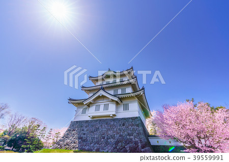 櫻花在日本的春天Shinobu城堡 39559991