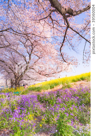 Cherry blossoms lined with rape blossoms of Kumagaya Sakurazume spring in Japan 39560004