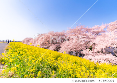 櫻花在日本與熊谷Sakurazume春天的強姦開花 櫻花在日本與熊谷Sakurazume春天的強姦開花 39560005