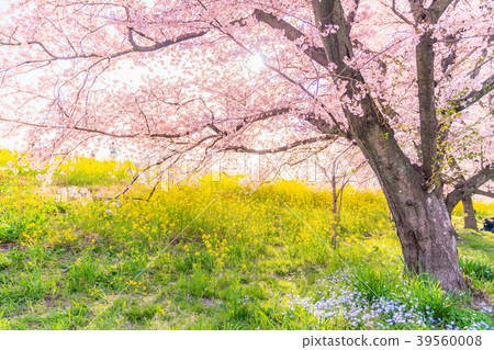 Cherry blossoms lined with rape blossoms of Kumagaya Sakurazume spring in Japan 39560008