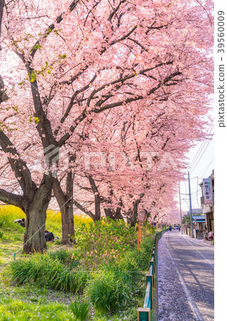Cherry blossoms lined with rape blossoms of Kumagaya Sakurazume spring in Japan 39560009