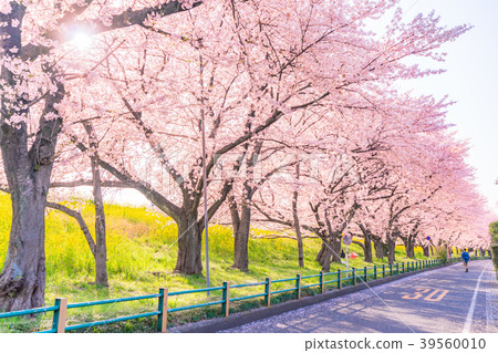 櫻花在日本與熊谷Sakurazume春天的強姦開花 39560010