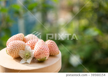 白色的草莓 白色的草莓 39560154