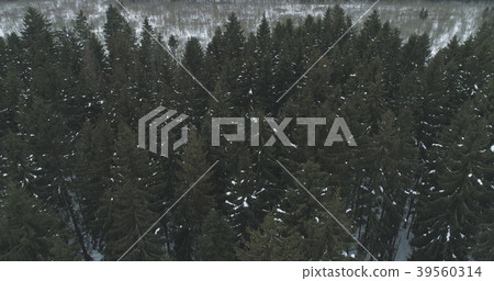 Aerial view over winter fir forest 39560314