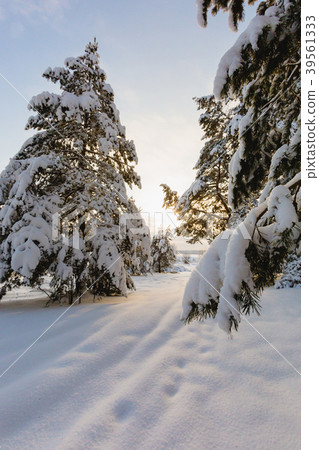Beautiful winter landscape at sunset 39561333