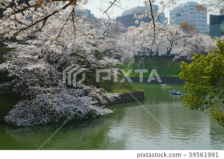 在Chidorigafuchi盛開的櫻花和休閒船遊客 39561991