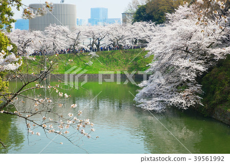 盛開的櫻花在Chidorigafuchi 39561992