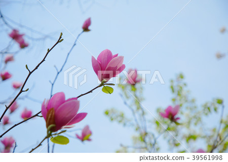 Chidorigamu紅色玉蘭花 Chidorigamu紅色玉蘭花 39561998