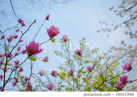 Chidorigamu red magnolia flower Chidorigamu red magnolia flower 39561999