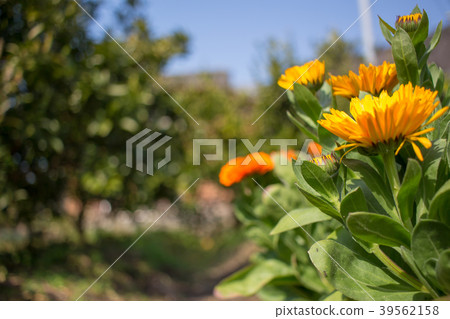 Flowers 39562158